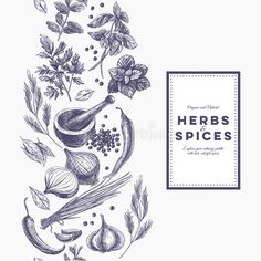 herbs and spices on a white background with place for the text hand drawn sketch illustration