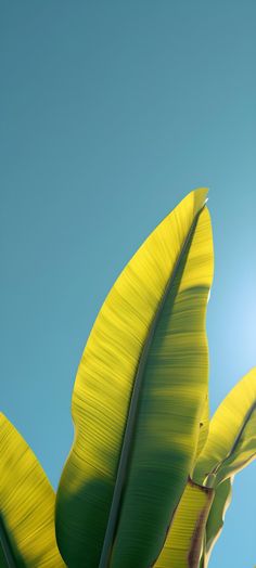 the back side of a banana plant with bright yellow leaves against a clear blue sky