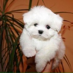 a small white dog standing next to a potted plant