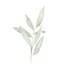 a watercolor painting of leaves on a white background