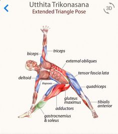 an image of a man doing yoga with the words uttita trikonasa extended triangle pose