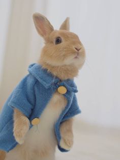 a stuffed rabbit wearing a blue coat and standing on it's hind legs in front of a white background