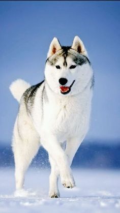 a husky dog running in the snow