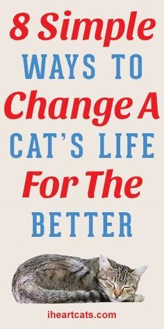 a cat sleeping on the ground with text that reads 8 simple ways to change a cat's life for the better