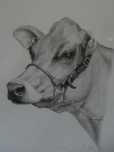 a pencil drawing of a cow wearing a bridle and chain around its neck