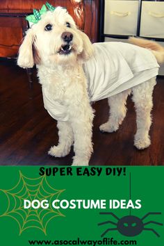 a dog wearing a white shirt and green bow on it's head with the words super easy diy dog costume ideas