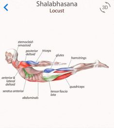 an image of the muscles and their corresponding parts in this graphic style, including the lower limb