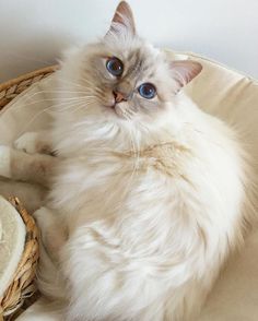 a white cat with blue eyes sitting in a basket