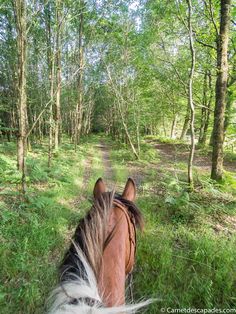 a horse is walking through the woods on a trail