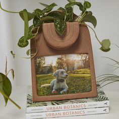 there is a picture frame with a dog on it next to some books and plants