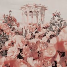 pink flowers in front of a white building with a clock tower behind it and trees