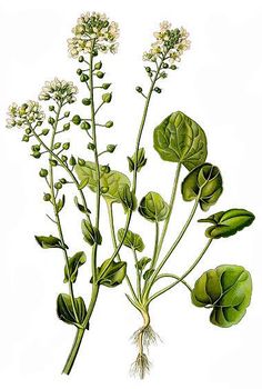 Loeffelkraut - Cochlearia officinalis L. Botanical Print, Tattoos, Plants