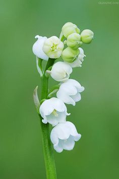 white flowers with green stems in front of a blurry background