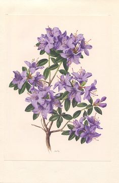 a painting of purple flowers on a white background