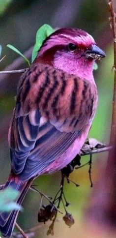 a small bird sitting on top of a tree branch