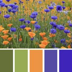 the color scheme is blue, orange and green with some yellow flowers in front of it