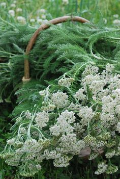 a basket filled with white flowers sitting on top of a lush green field next to tall grass