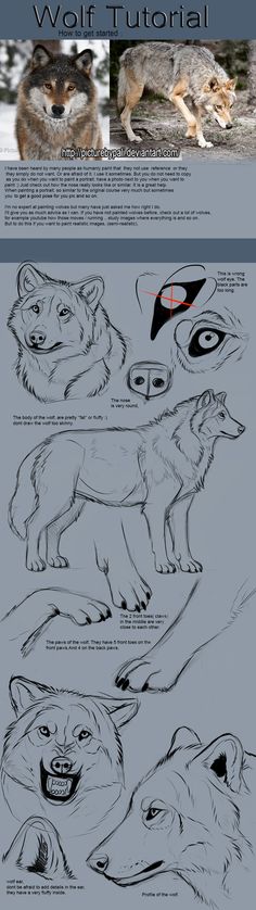 an image of wolfs in different stages of their life cycle and how to draw them