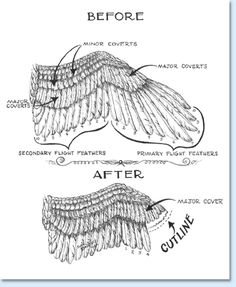 an image of the wings before and after being cut in half, with text below