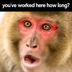 a monkey with its mouth open and the words you've worked here how long?