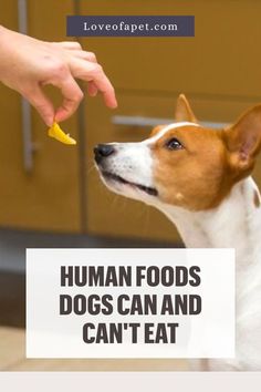 29 Human Foods Dogs Can and Can't Eat Human Food For Dogs, Human Food, Dog Food, Dog Food Recipes, Nutrition, Pet, Human