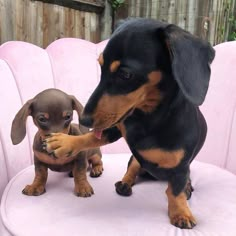 a small black and brown dog sitting on top of a pink chair next to a puppy