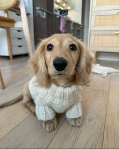 a brown dog wearing a white sweater sitting on the floor