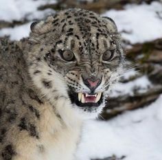 a snow leopard with it's mouth open in the snow