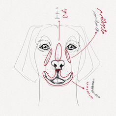 drawing of dogs face on screen