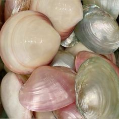 several seashells are shown together in this close up photo, including one shell