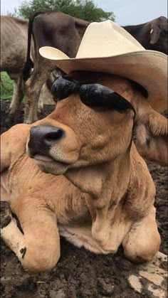 a cow wearing sunglasses and a cowboy hat laying on the ground with other cows in the background