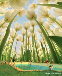 some white flowers and people in the water