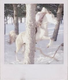 a white horse standing next to a tree in the middle of a snow covered forest