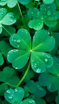 four leaf clovers with water droplets on them