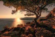 the sun is setting behind a tree on top of a cliff overlooking the ocean and mountains