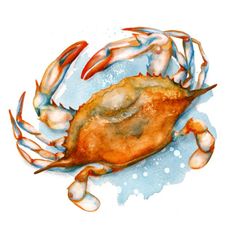 a watercolor painting of a crab on a white background