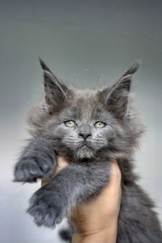 a cat that is sitting in someones hand