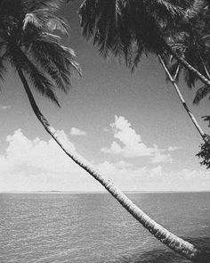 black and white photograph of palm trees overlooking the ocean