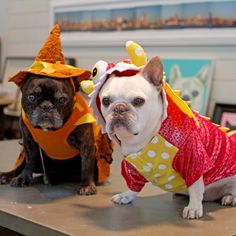 two dogs dressed up in costumes for halloween