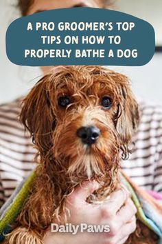 a woman holding a dog in her arms with the caption, a pro groomer's top tips on how to properly bathe a dog