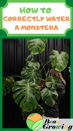 a monster plant with the words how to correctly water a monster