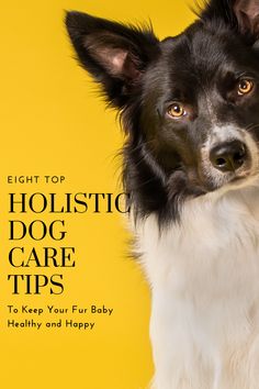 a black and white dog with the title eight top holistic dog care tips to keep your fur baby healthy and happy