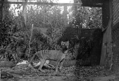 black and white photograph of an animal in the woods near a fenced off area