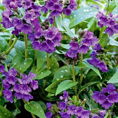 purple flowers with green leaves in the rain