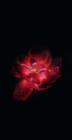 a large red flower with water droplets on it's petals in the dark night