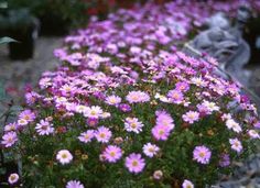 many pink flowers are growing in the garden