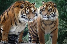 two tigers standing next to each other on a rock