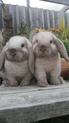 two small rabbits sitting next to each other on a wooden bench in front of plants