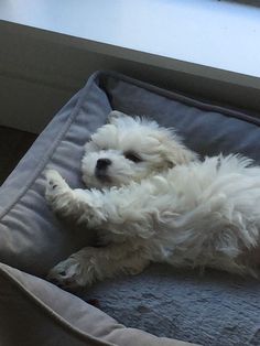 a small white dog laying on top of a blue bed in front of a window