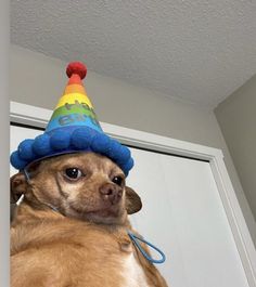 a small dog wearing a birthday hat on top of it's head in front of a door